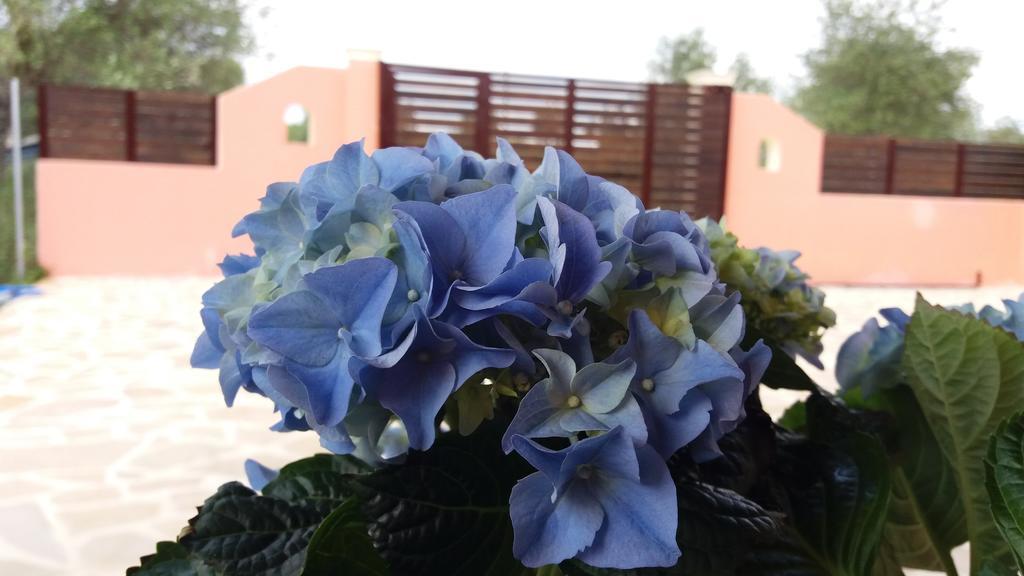 Amaryllis Boutique Apartments モライティカ エクステリア 写真