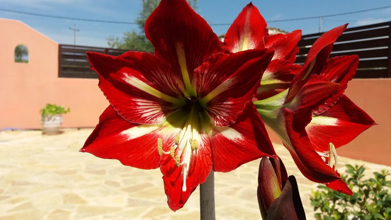 Amaryllis Boutique Apartments モライティカ エクステリア 写真